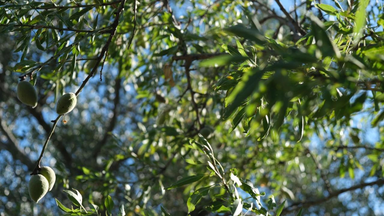 Il rifugio nel verde Villa Monopoli Esterno foto