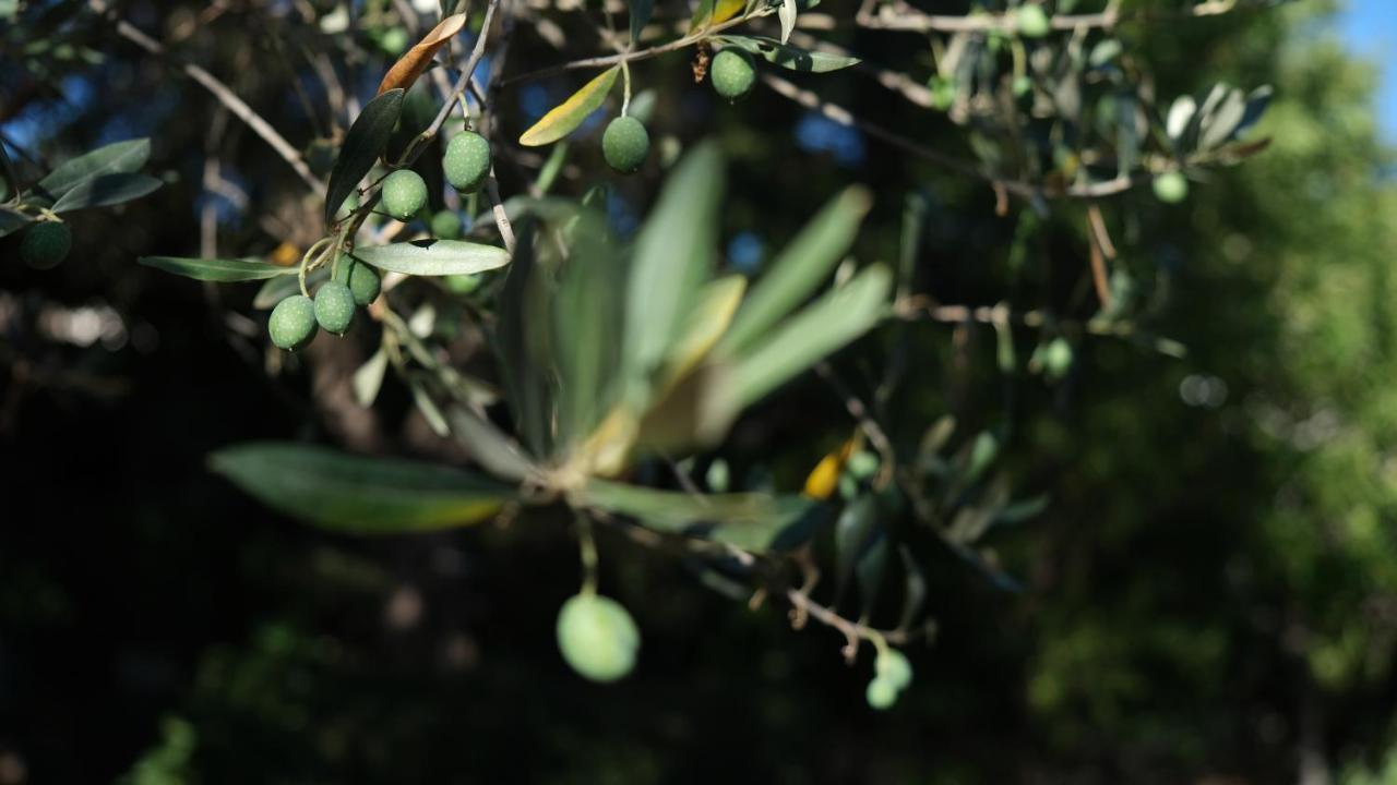 Il rifugio nel verde Villa Monopoli Esterno foto